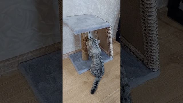 Пусть у каждой кошки будет свой человек❤️ смотреть онлайн