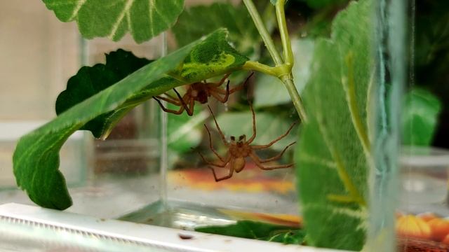 Паук Dolomedes sp. опыт содержания, спаривание (Охотник полосатый или Охотник каёмчатый) смотреть онлайн