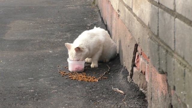 Белый кот ест колбасу #72 #котлеты #fluffycat #affectionate #oldcat #persiancat #cutest #коты смотреть онлайн