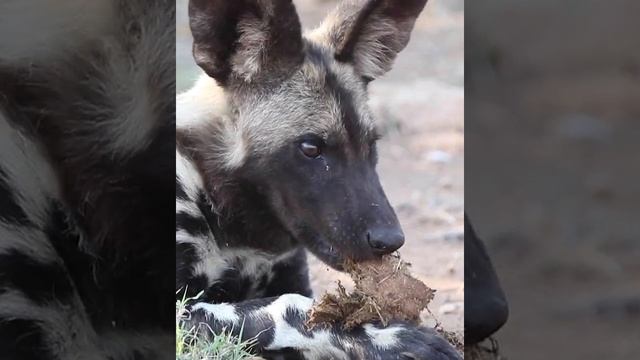 Wild dog puppy spotted on safari смотреть онлайн