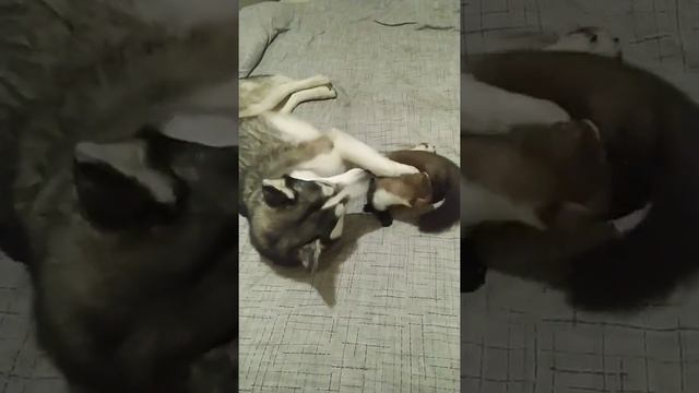 куница и хаски смотреть онлайн