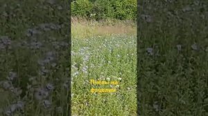 Посеял медоносы на пасеке