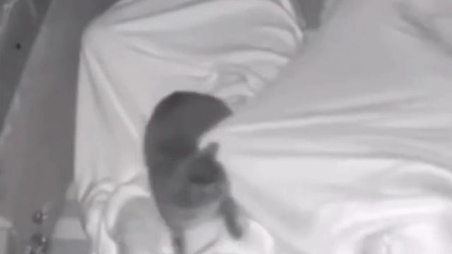 заведите котика говорили они, они тапкие миленькие говорили они смотреть онлайн