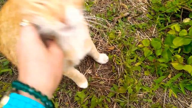 Волшебная Роза + апельсиновый Котик Луси смотреть онлайн