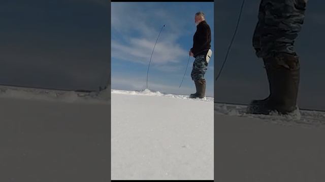 Fishing. We catch pike and pike perch. Рыбалка. Ловим щуку и судака в корягах. смотреть онлайн