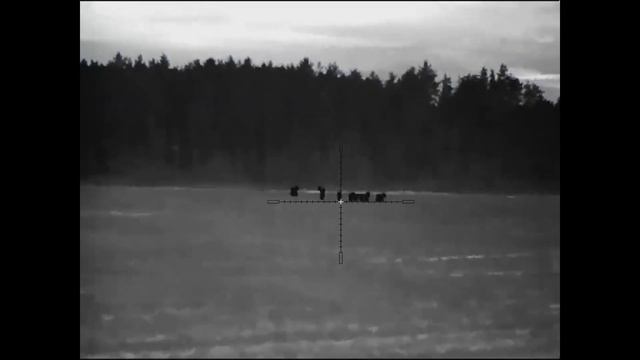 Охота на косулю с тепловизионным прицелом.Охота с подхода смотреть онлайн