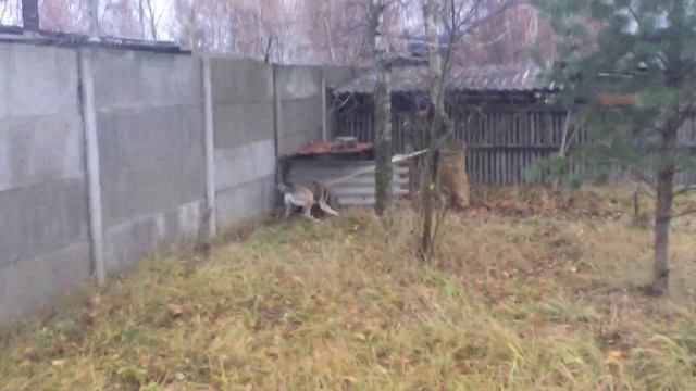 ЗСЛ притравка по борсуку смотреть онлайн