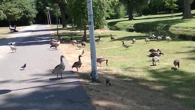 Птичий двор - почти канонический!))) смотреть онлайн