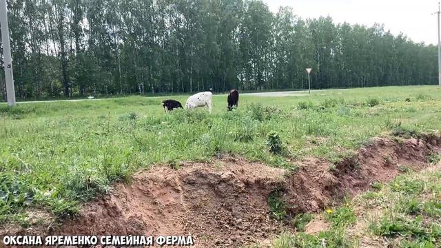 ВЫГУЛ коров / Мое отношение к содержанию смотреть онлайн