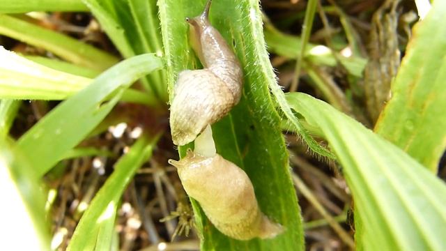"Limacce" in accoppiamento - Mating "Slugs" смотреть онлайн