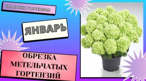 Январь. Обрезка метельчатых гортензий🌿🌺👌