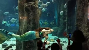 Русалочка в Москвариуме