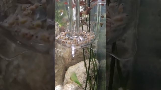 Markos Cichlids Fish Egg Tumbler Ziss Cobalt Comparison