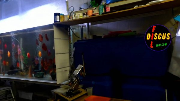 #ДИСКУС#ТАЙНЫ НЕРЕСТОВОЙ ВОДЫ#DISCUS#