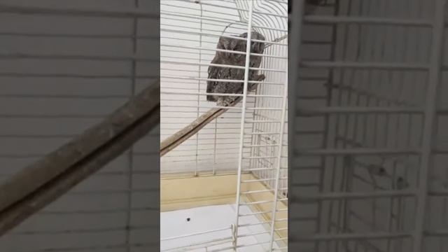 Сегодня мы рассказали Вам о птенцах Сплюшек смотреть онлайн