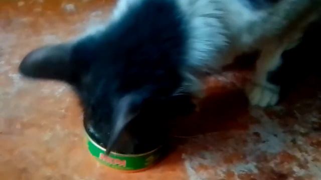 Меню КОШКИ смотреть онлайн