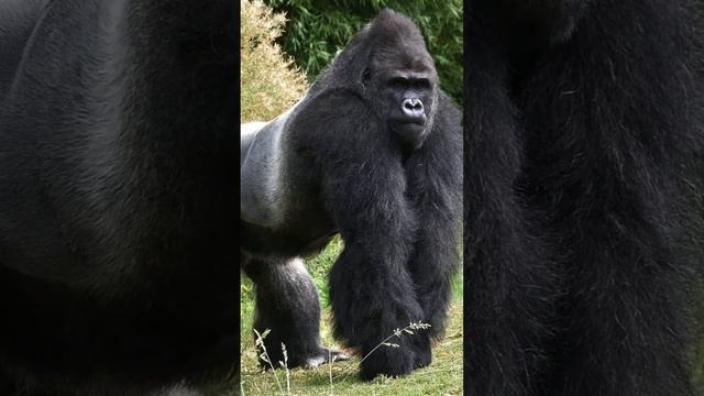 Gorilla Strength Nature's Powerhouse! 2024 #animals #shorts #wildlife смотреть онлайн