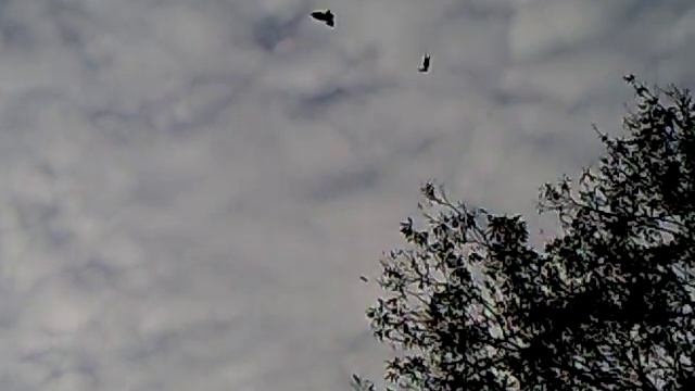 019.mp4 Видео полётов голубей породы Бакинцы смотреть онлайн