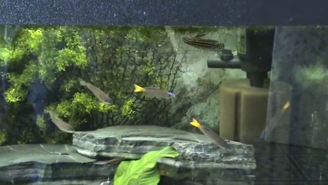 Julidochromis regani 'Kaseke' смотреть онлайн
