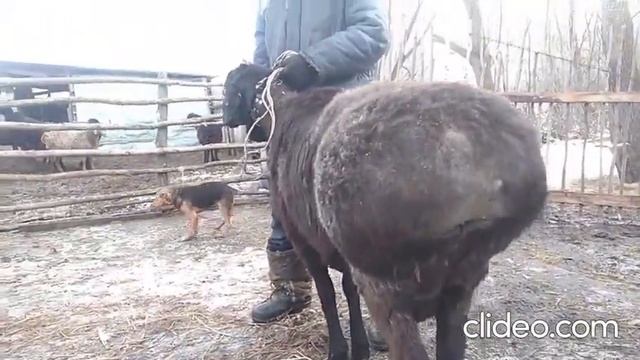взвешивание овец после зимовки смотреть онлайн