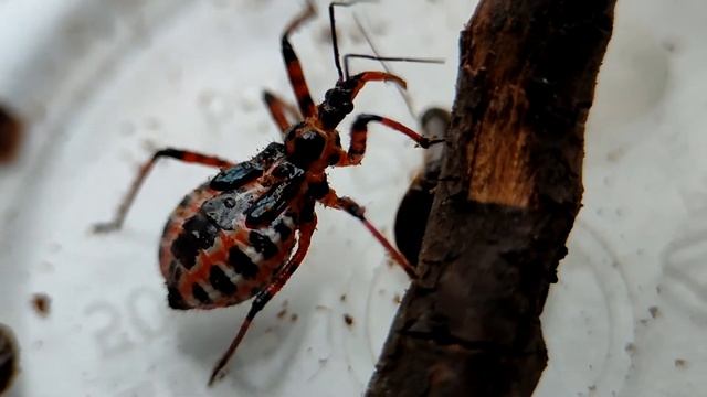 Клоп хищнец - жук убийца смотреть онлайн