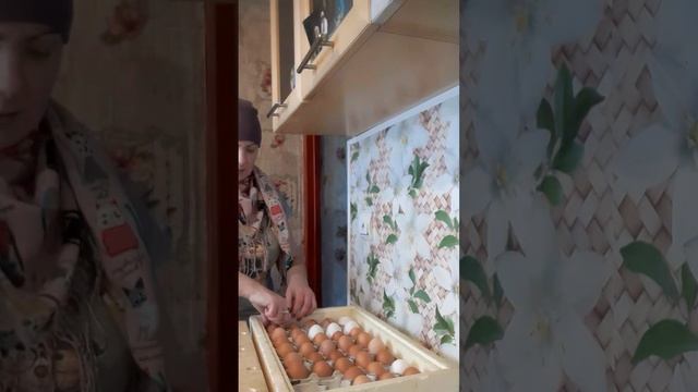 Купила Инкубатор буду разводить цыплят если вылупятся🐣🐣🐣🐣🐣 смотреть онлайн