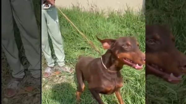 Doberman Puppies Vs Semi adult | Chocolate color Doberman | Black & tan