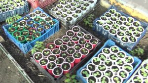 Полив рассады табака