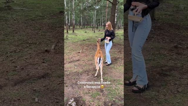 #беларусь#shorts#shortvideo#вреки#втренды#travel#nature#бемби#belarus#барановичи#zoo#рек#втоп#дипри смотреть онлайн
