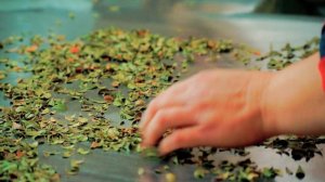 Презентационный ролик компании БИОЗАН