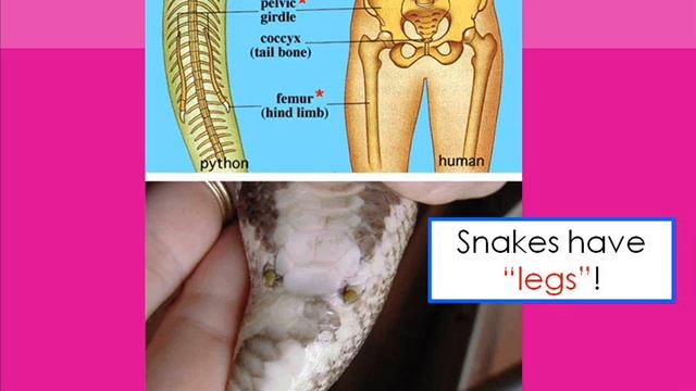 Homologous and Vestigial Structures смотреть онлайн