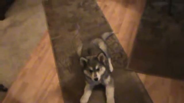 Husky-3 months old смотреть онлайн