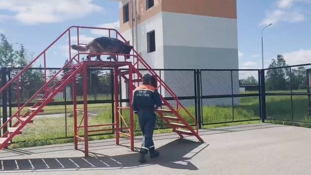 Все собаки разные смотреть онлайн