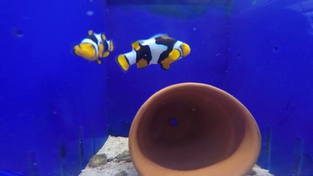 Onyx Picasso Spawning смотреть онлайн