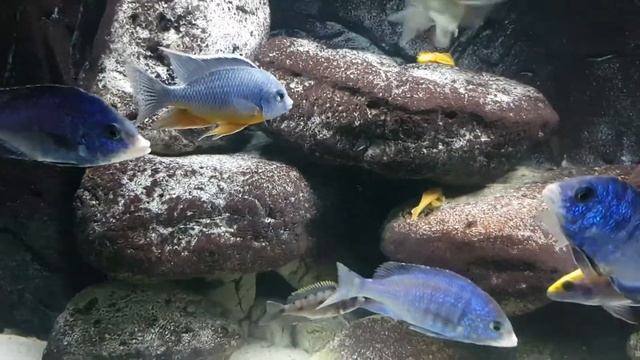 Rockzolid Malawi Nonmbuna смотреть онлайн