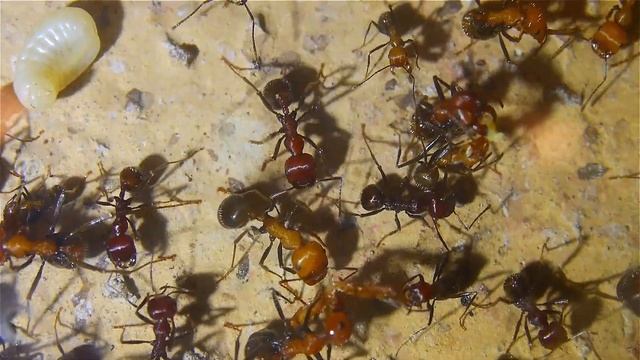 Messor cephalotes das große Fressen смотреть онлайн