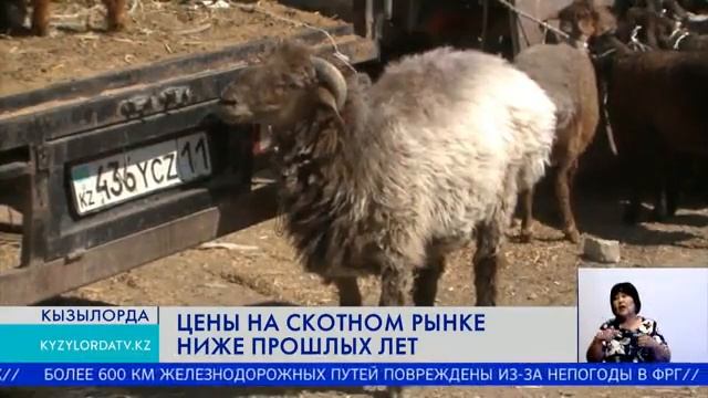 ЦЕНЫ НА СКОТНОМ РЫНКЕ НИЖЕ ПРОШЛЫХ ЛЕТ смотреть онлайн