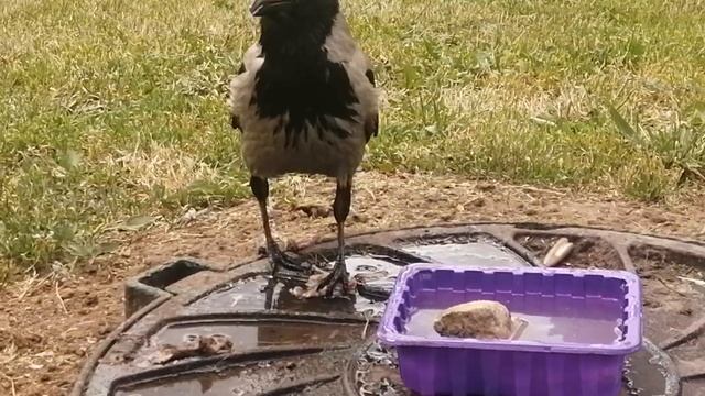Ворона Пытливый Глаз готовит мясные блюда / Hooded crow Prying Eye prepares meals смотреть онлайн
