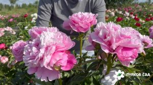 Alexander Fleming peony. Александр Флеминг пион. Пулков сад