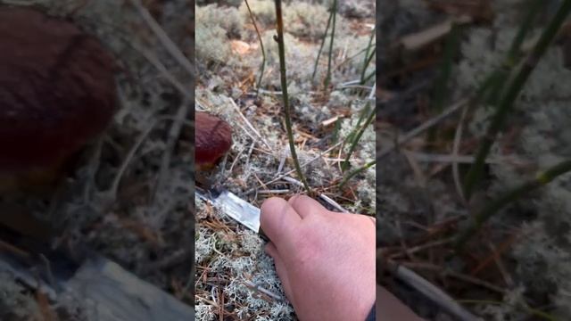 Белые грибы смотреть онлайн