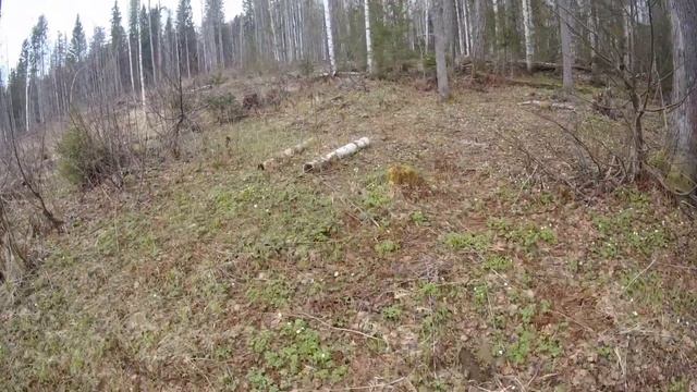 Май 2024 Перунова гора