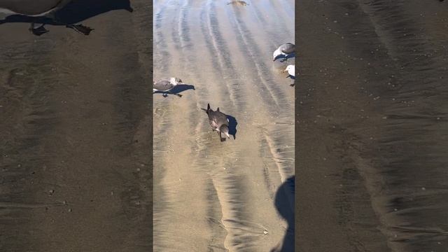 Чайки обожают попкорн смотреть онлайн