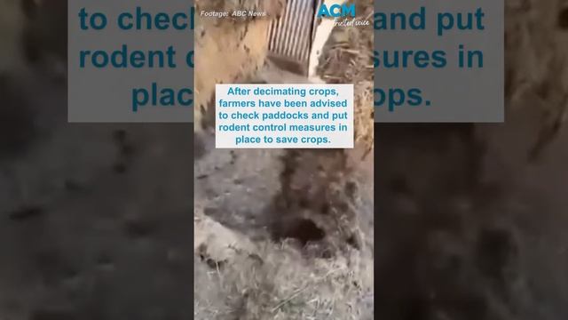 #shorts Rodent plague in Queensland: farmers scramble to control population смотреть онлайн