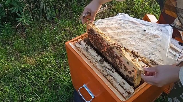 Катастрофа сезона 2023 или время, когда действительно нужен Пчеловод. Итоги по мëду. смотреть онлайн