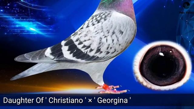 Very Expensive Racing Pigeons Of Andreas Darpa | Racer Pigeon | Racer Kabutar смотреть онлайн