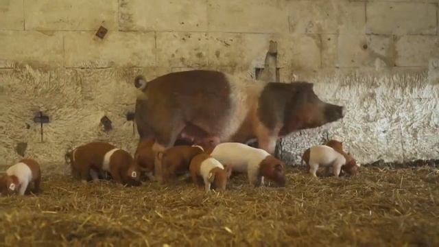 Изучаем домашних животных для детей. Обучающие видео с голосами животных. смотреть онлайн