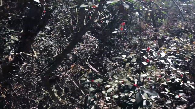 Hawthorn Berries 12-20-2018 смотреть онлайн