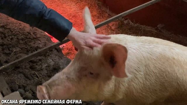 ЛАНДРАС / ХРЯЧОК НА ПЛЕМЯ / БАРТЕР НА ДЮРКА смотреть онлайн