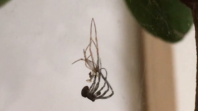 Parasteatoda tepidariorum (fam. theridiidae) - La muta смотреть онлайн