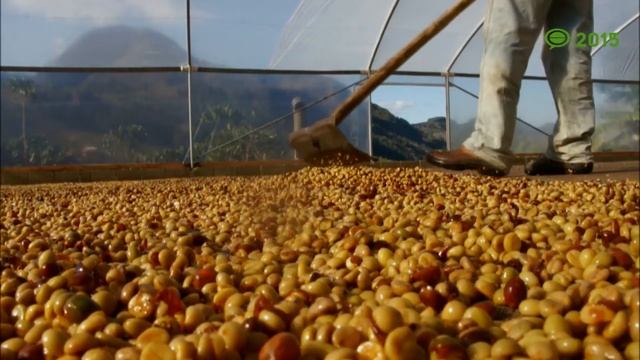 Discovering Specialty Robusta смотреть онлайн